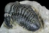 Detailed Gerastos Trilobite Fossil - Morocco #108487-5